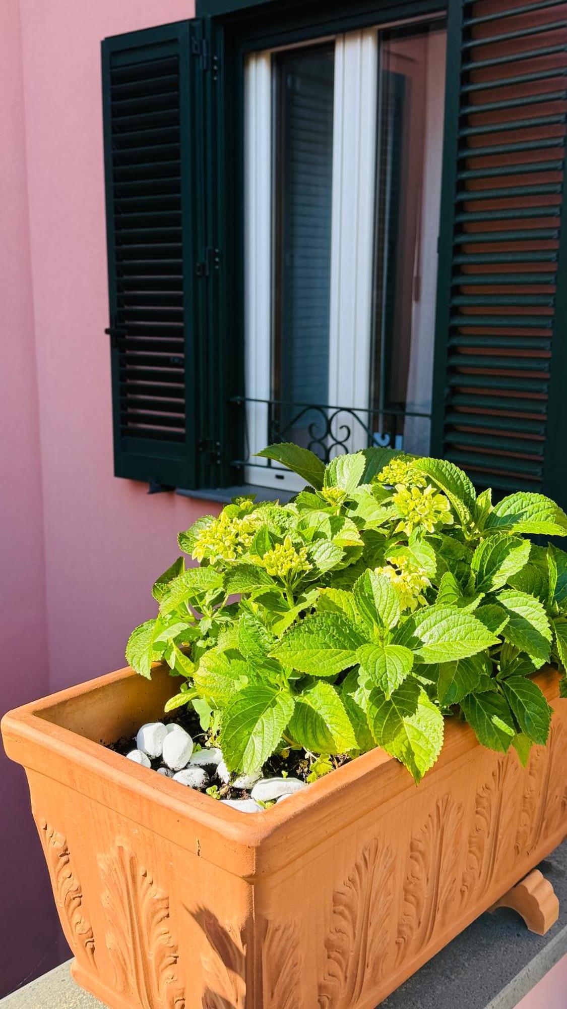 La Maison Rose Maiori Εξωτερικό φωτογραφία